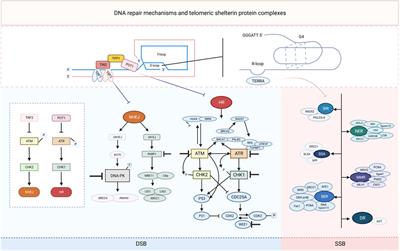Telomere-related DNA damage response pathways in cancer therapy: prospective targets